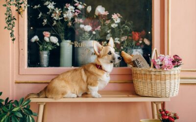 From Trademarks to Labels: How Québec’s French Rules Impact Your Brand